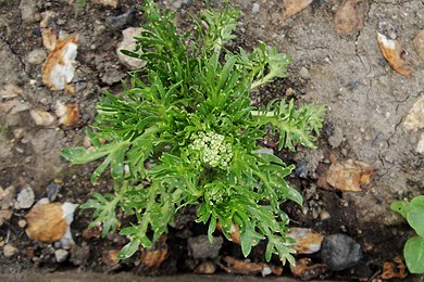 Lepidium_meyenii
