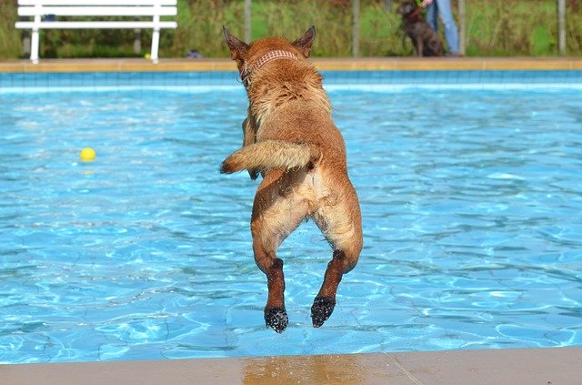 Pes skákající do bazénu.jpg